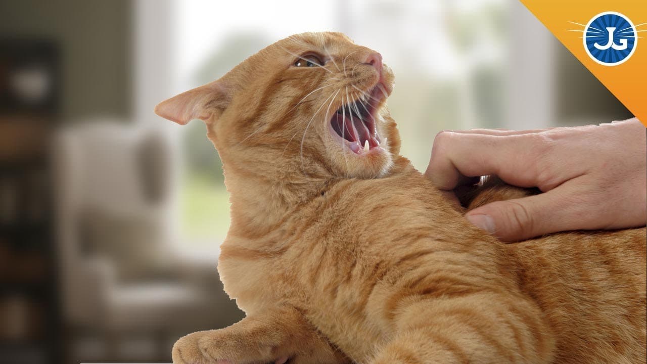 Understanding Your Cat's Behavior and Body Language
